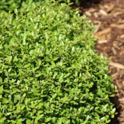 Micron® Holly Shrub -Foliagez Sales Micron Holly 4 FGT