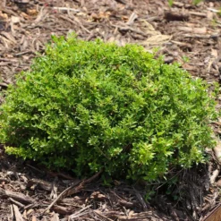 Micron® Holly Shrub -Foliagez Sales Micron Holly 8 FGT