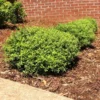 Micron® Holly Shrub -Foliagez Sales Micron Holly FGT 600x600 cc732743 8fd3 45e5 8acd 804a14afbbb0