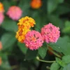 Miss Huff Lantana -Foliagez Sales Miss huff Lantana FGT 600x600 8587fb7a b50e 47fd 8ed6 09812e04de18