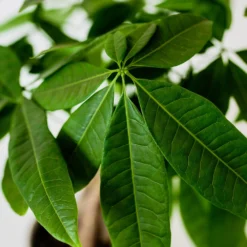Money Tree In White Pot -Foliagez Sales Money Tree Green Circle LIV Pottery Pot 3