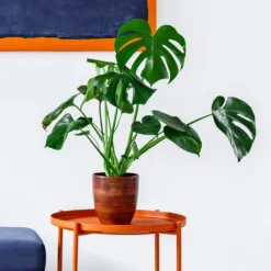 Monstera Deliciosa And Fiddle Leaf Fig Combo -Foliagez Sales Monstera delisiosa 1 BB