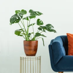 Boho House Plant Kit -Foliagez Sales Monstera delisiosa 3 FGT 704a637b b40b 4518 a8eb f83a103d90ba