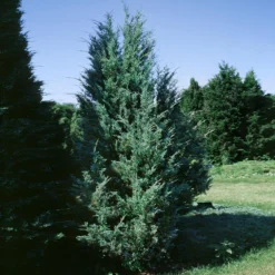 Moonglow Juniper -Foliagez Sales Moonglow Juniper 1 BB