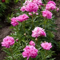 Mr. Ed Peony -Foliagez Sales Mr Ed peony 4 FGT