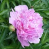 Mr. Ed Peony -Foliagez Sales Mr Ed peony FGT 600x600 670ab48d 1e94 4fe5 83e1 72e55bfa4487