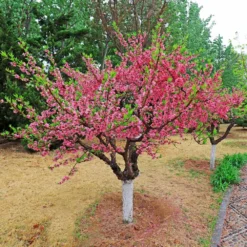 Multi-Peach Tree 7 Multi-Peach Tree -Foliagez Sales Multi fruit peach 2