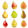 5-in-1 Pear Tree -Foliagez Sales Multifruit Pear 600x600 671e4fd8 cb56 4795 9f54 6e16828a155c