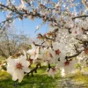 NE Plus Almond Tree -Foliagez Sales NE Plus Almond 2