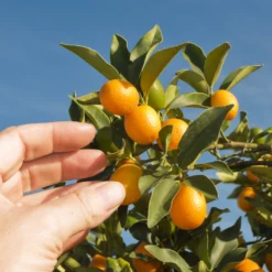 Nagami Kumquat Tree -Foliagez Sales Nagami Kumquat 1 FGT 53154ba8 d115 4c13 bdd7 2e152c12e263