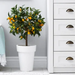Nagami Kumquat Tree -Foliagez Sales Nagami Kumquat 3 FGT