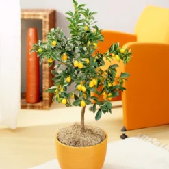 Best Seller -Foliagez Sales Nagami Kumquat 6 FGT