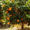 Navel Orange Tree -Foliagez Sales Navel Orange FGT 600x600 e54e6fb3 408c 41b0 9586 88b8270eff9a
