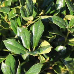 Needlepoint Holly -Foliagez Sales Needlepoint Holly 4