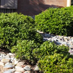 Needlepoint Holly -Foliagez Sales Needlepoint Holly 5