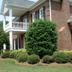 Nellie Stevens Holly -Foliagez Sales Nellie Stevens Holly 4 FGT