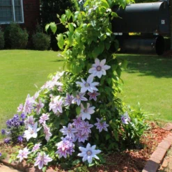 Nelly Moser Clematis Vine -Foliagez Sales Nely Moser Clematis 3