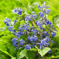 New Love Clematis Shrub 11 New Love Clematis Shrub -Foliagez Sales New Love clematis 3