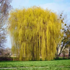 Niobe Golden Weeping Willow -Foliagez Sales Niobe weeping willow 1