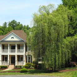 Niobe Golden Weeping Willow -Foliagez Sales Niobe weeping willow 3