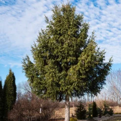 Norway Spruce Tree 9 Norway Spruce Tree -Foliagez Sales Norway Spruce 2 FGT