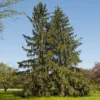 Norway Spruce Tree -Foliagez Sales Norway Spruce 600x600 FGT