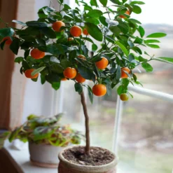 Nules Clementine Tree -Foliagez Sales Nules Clementine 2 FGT c092ce2d a906 45fb 86fe 704ce2a65d74