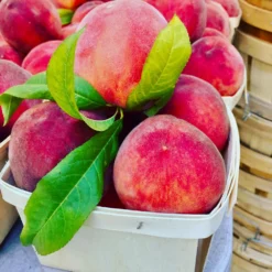 O'Henry Peach Tree -Foliagez Sales OHenry Peach 3