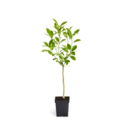 Calamondin Tree -Foliagez Sales ORG CAL 12 1QT