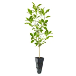 Calamondin Tree -Foliagez Sales ORG CAL 23 C