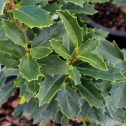 Oak Leaf™ Holly Tree -Foliagez Sales Oak Leaf Holly 3