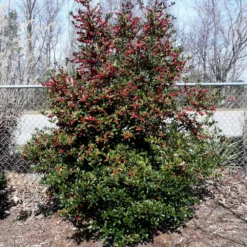 Oak Leaf™ Holly Tree -Foliagez Sales Oak Leaf Holly 4