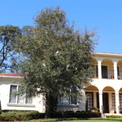 Oliana Olive Tree -Foliagez Sales Oliana Olive 2