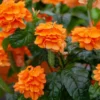 Orange Marmalade Crossandra Shrub -Foliagez Sales Orange Marrmelade Crossandra FGT 600x600 c6715e06 2d28 4ec3 9ade 105e6014a6d6