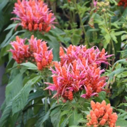 Orange Shrimp Plant 9 Orange Shrimp Plant -Foliagez Sales Orange Shrim plant 2 BB