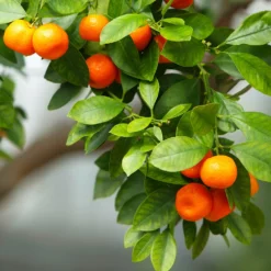 Owari Satsuma Mandarin Tree 9 Owari Satsuma Mandarin Tree -Foliagez Sales Owari Satsuma Mandarin 3