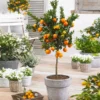 Owari Satsuma Mandarin Tree - USDA Organic -Foliagez Sales Owari Satsuma Mandarin 600x600 d9952855 2700 42ba ae04 b98fa20bbb0c