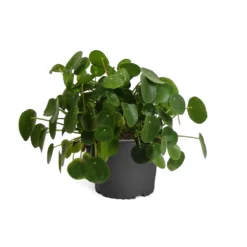 Pilea Peperomioides (Pancake Plant) -Foliagez Sales PIL PEP1 standard pot