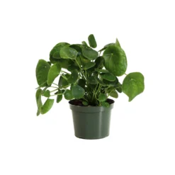 Pilea Peperomioides (Pancake Plant) -Foliagez Sales PIL PEP6 standard pot