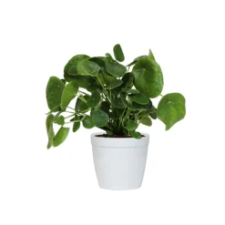 Pilea Peperomioides (Pancake Plant) -Foliagez Sales PIL PEP6 white delilah