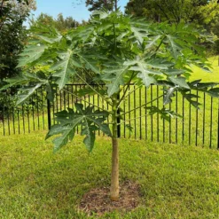 Papaya Tree -Foliagez Sales Papaya 10