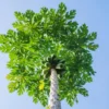 Papaya Tree -Foliagez Sales Papaya FGT 600x600 dd68a3d3 99f9 41ac 8d38 d3d53170b545