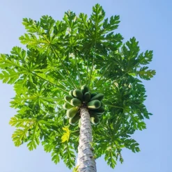 Papaya Tree