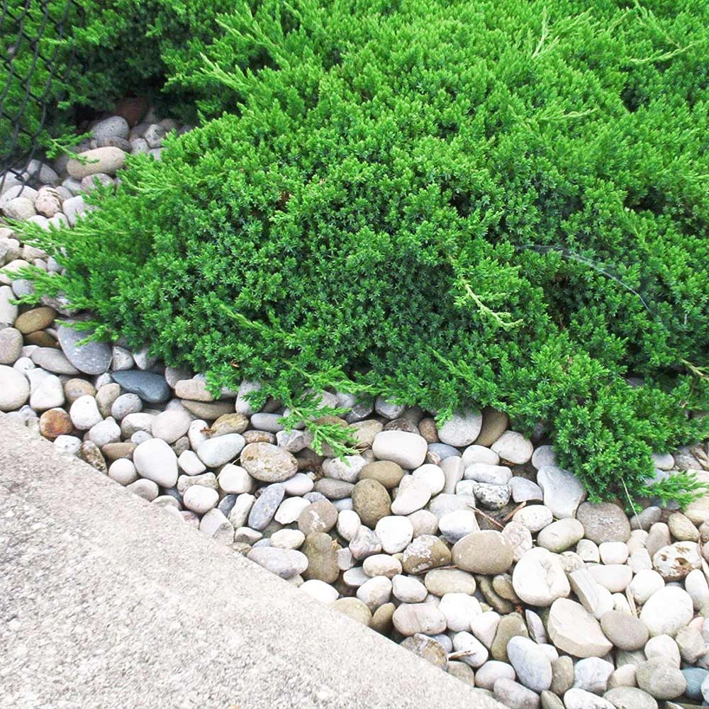 Parson’s Juniper 3 Parson’s Juniper - Image 2