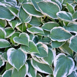 Patriot Hosta Plant -Foliagez Sales Patriot Hosta 3