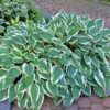 Patriot Hosta Plant -Foliagez Sales Patriot Hosta FGT 600x600 940103cb 0bf3 4d39 a022 1aece119f464