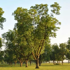 Pawnee Pecan Tree -Foliagez Sales Pawnee Pecan 5 FGT
