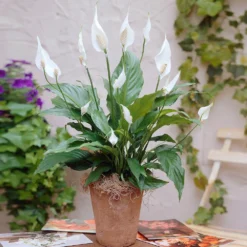 Peace Lily Plant -Foliagez Sales Peace Lily 3