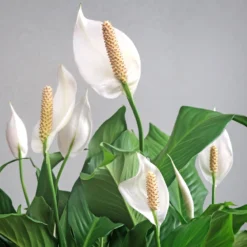 Peace Lily Plant -Foliagez Sales Peace Lily 6