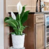 Peace Lily Plant -Foliagez Sales Peace Lily FGT 600x600 b4675117 8b70 4d50 aea6 0b3426a0e7e7